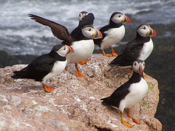Climate change impacts on seabirds | Centre for Ecology & Hydrology