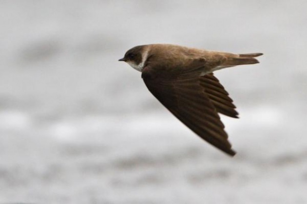 Spring Alive - Segnala l'avvistamento delle rondini e uccelli migratori - Focus.it