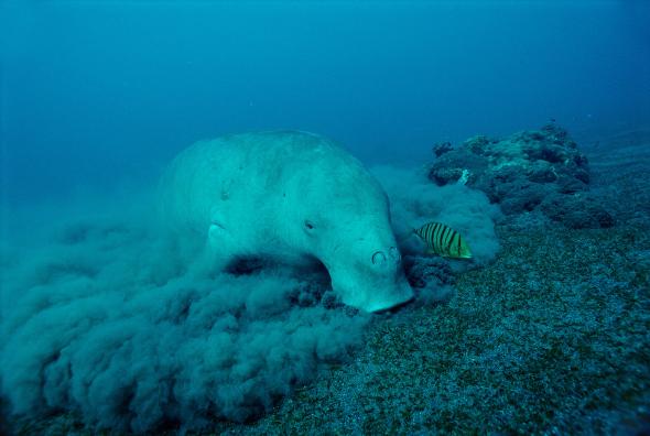 Dugonghi in aumento, una buona notizia per la barriera corallina - National Geographic