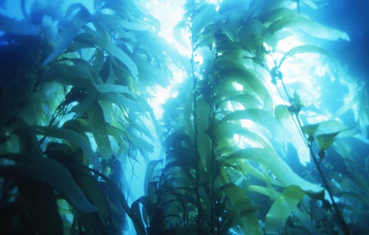 Taking the Pulse of Underwater Forests | Ecology Global Network