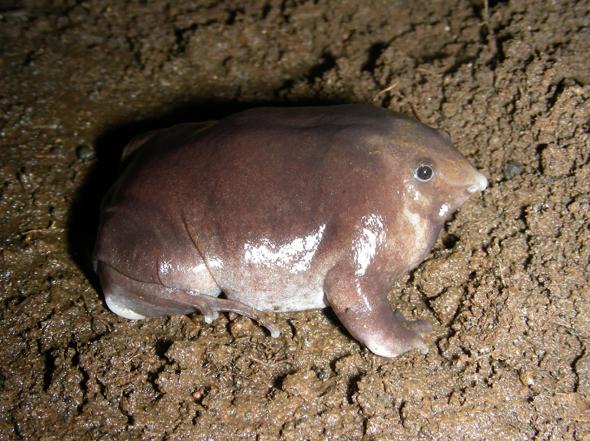 La rana viola dal "naso di maiale" - National Geographic