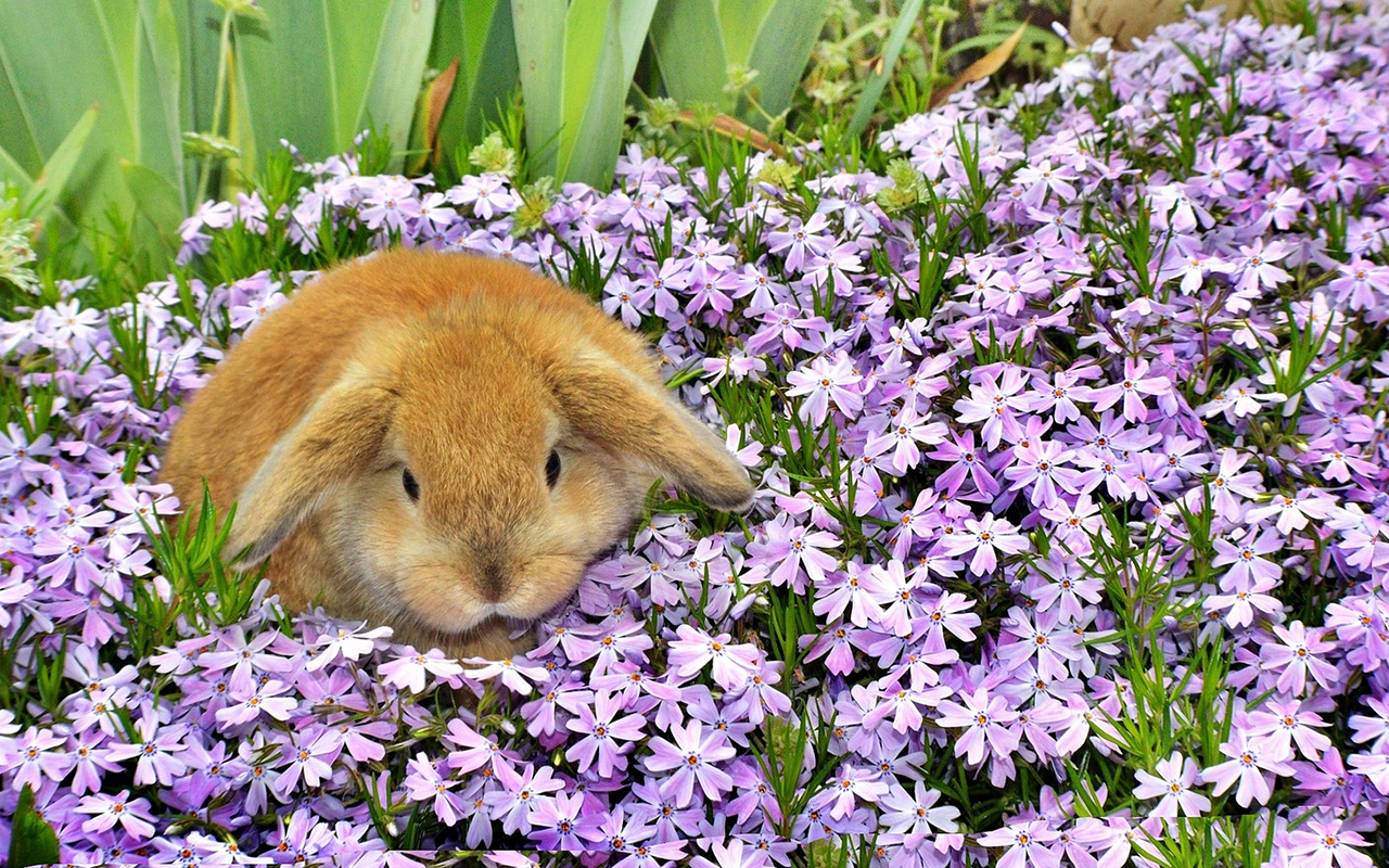 100 piante pericolose per conigli: conosciamole! - Animali Pucciosi