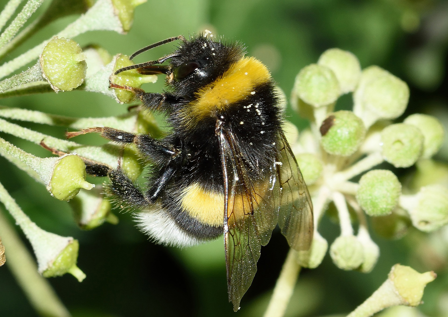New study: neonicotinoid insecticides linked to wild bee decline across England | Centre for Ecology & Hydrology