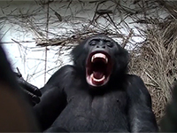 L'altruismo dei bonobo non cessa di stupire - National Geographic