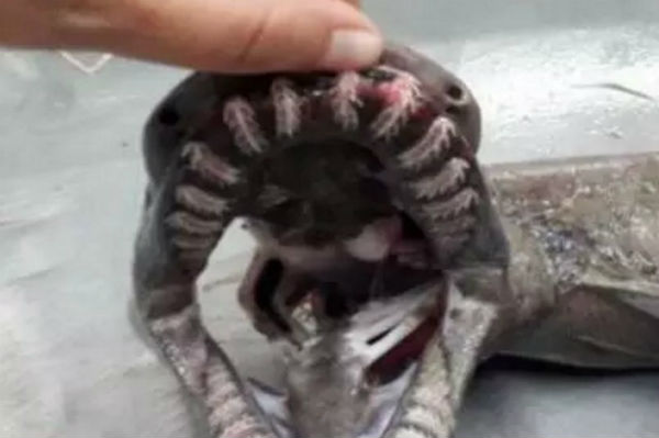 Raro squalo "fossile vivente" pescato in Portogallo - National Geographic