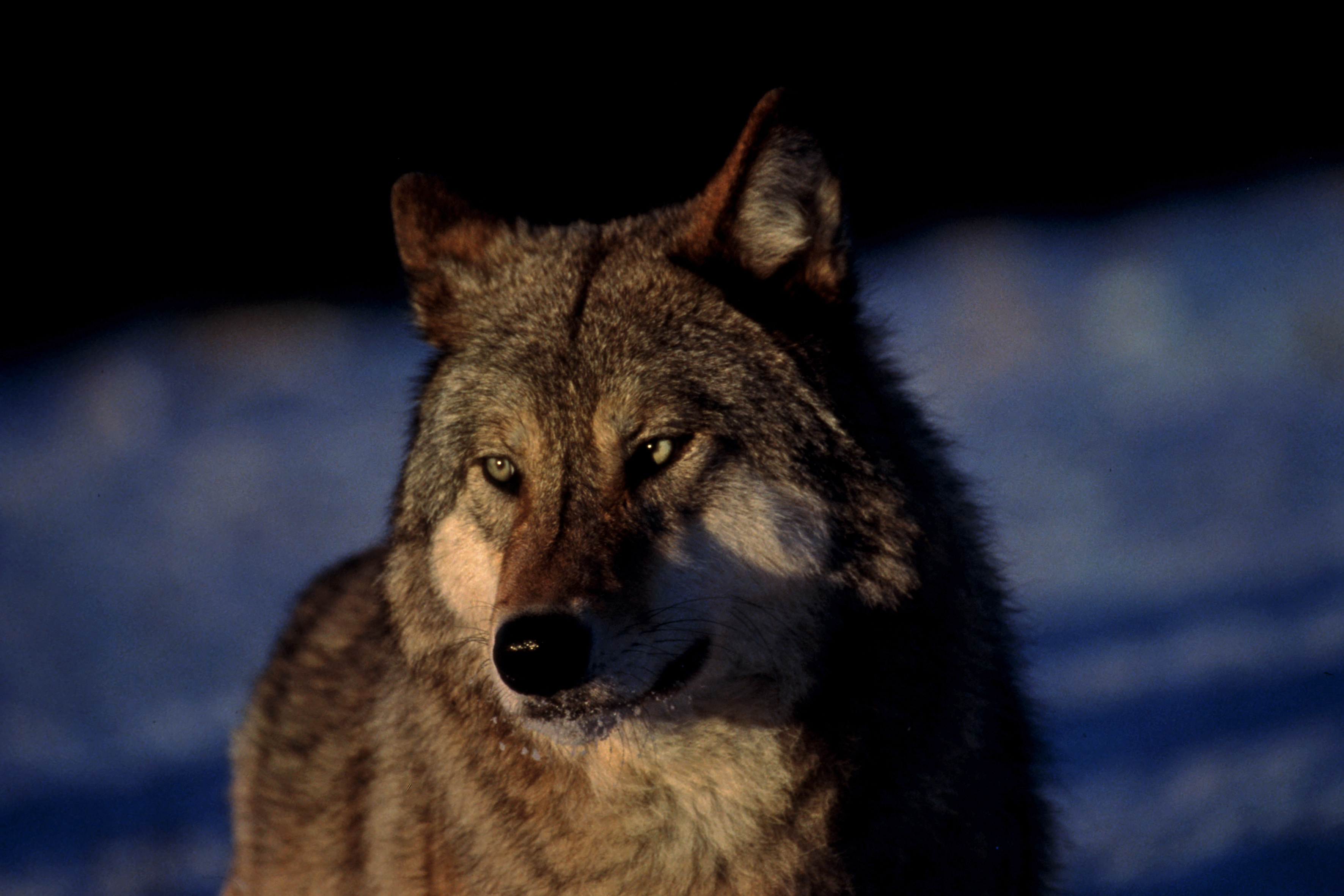 Tir du loup : l’Etat rappelé à l’ordre par la justice | France Nature Environnement