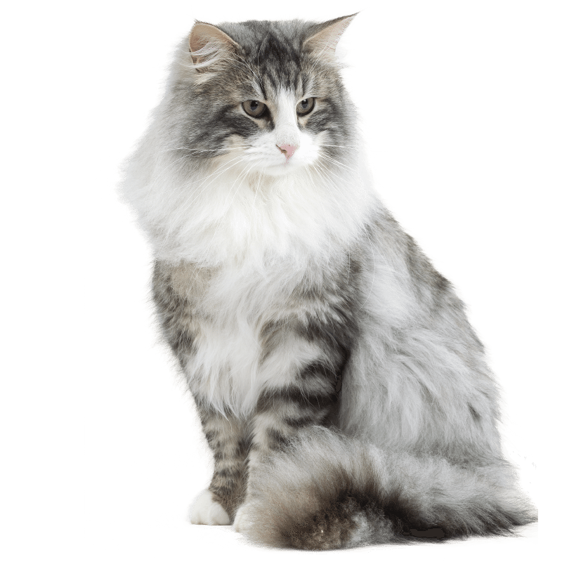 Chat Chat des Forêts Norvégiennes : Chat et Chaton, Fiche de race du chat Chat des Forêts Norvégiennes - Wikichat