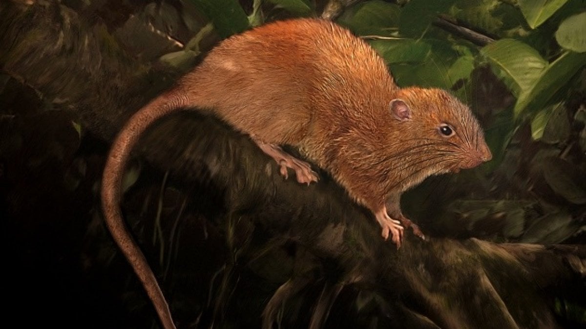 Scoperta una nuova specie di ratto gigante nelle Isole Salomone - Repubblica.it
