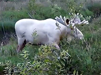 La Svezia grazia l'alce bianco destinato alla caccia - National Geographic