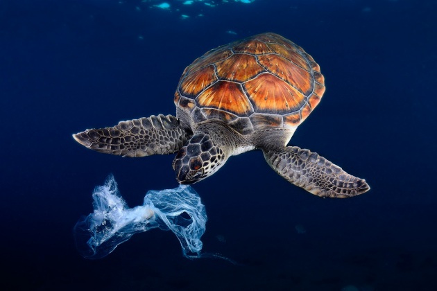 Il 52% delle tartarughe marine ha ingerito plastica - Focus.it