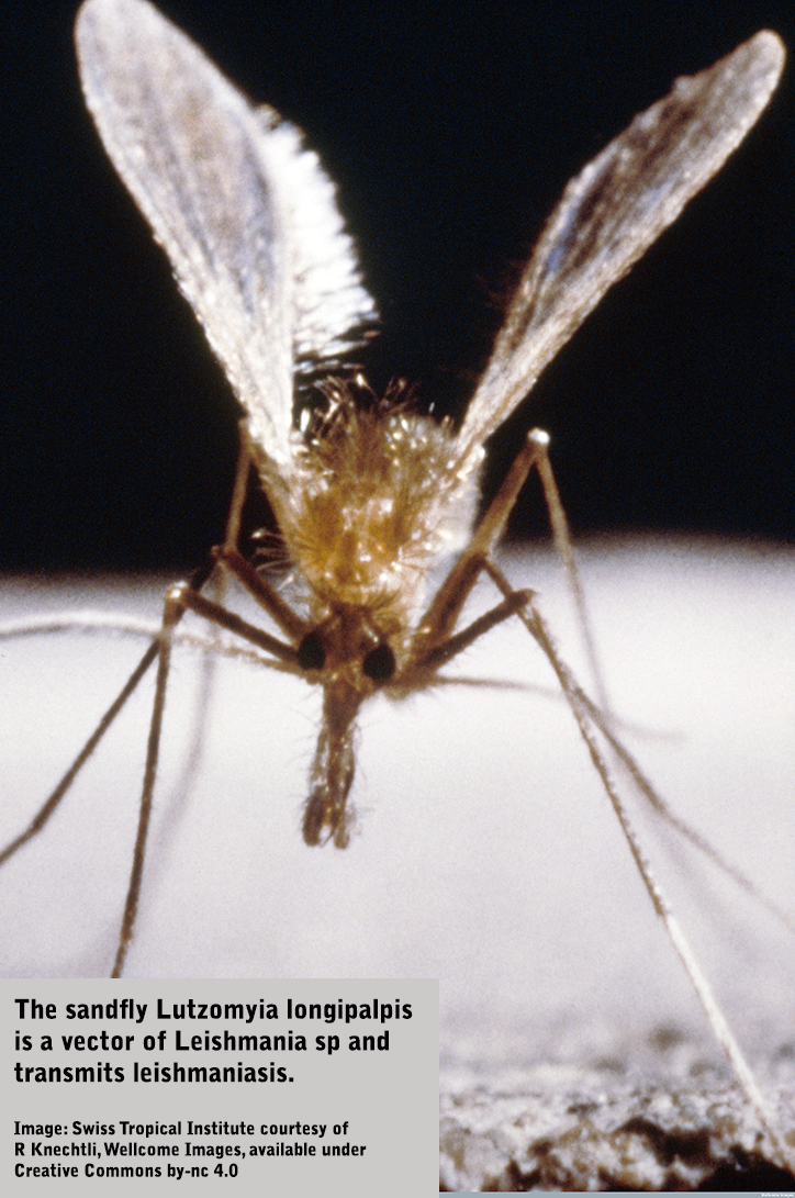 Leishmaniasis disease impacts linked to environmental change | Centre for Ecology & Hydrology