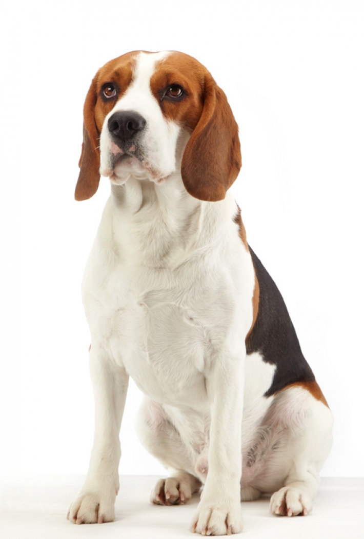 Beagle : caractère, éducation, santé, entretien