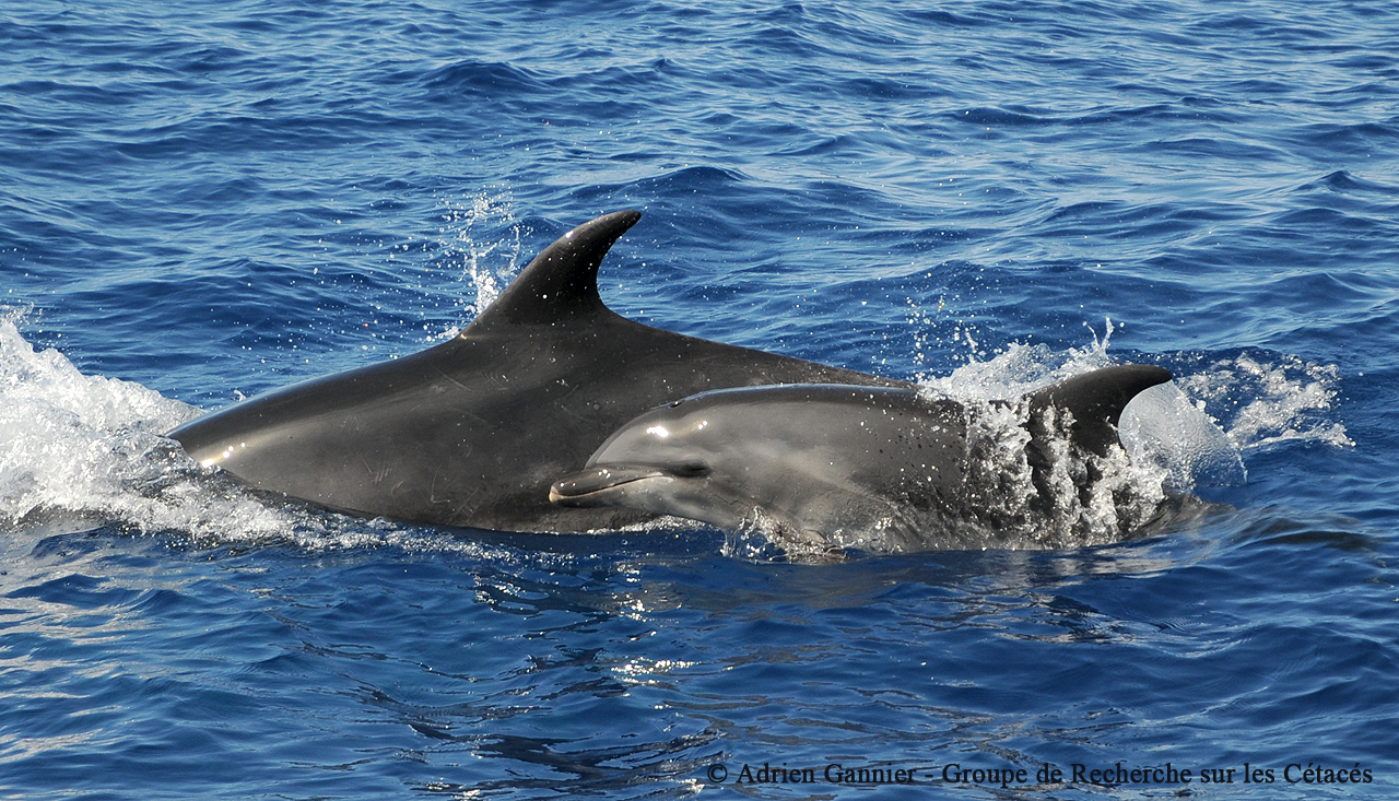 5 idées reçues sur la nage commerciale avec les dauphins | France Nature Environnement