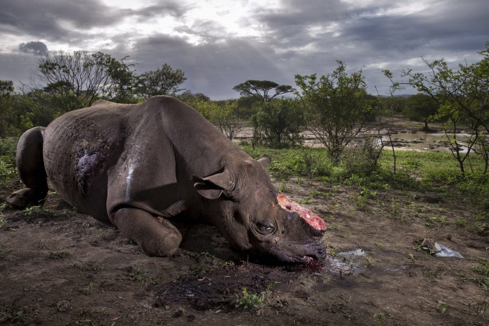 Wildlife Photographer of the Year, vince lo scatto del rinoceronte ucciso e mutilato - Repubblica.it