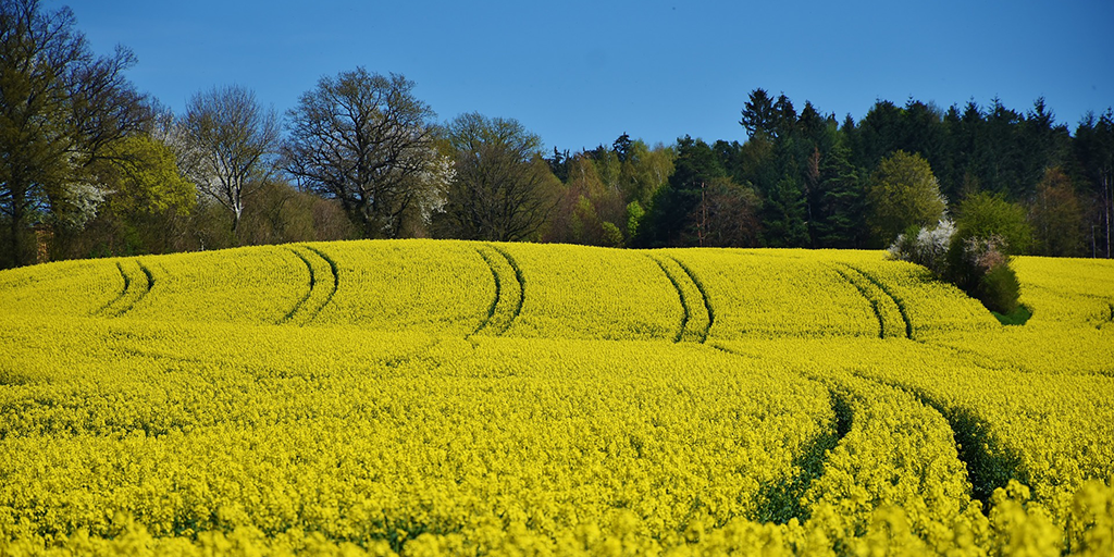 Satellite reveals marked reduction in oilseed rape | Centre for Ecology & Hydrology