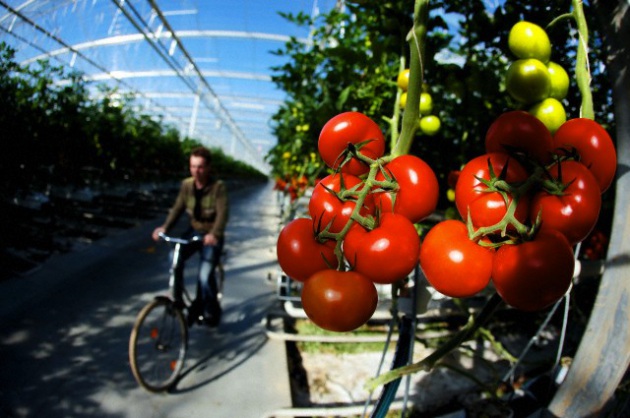 Catturare la CO2 con i pomodori è una buona idea? - Focus.it