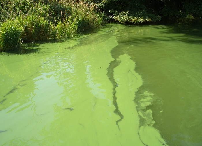 “Bloomin’ Algae!” A new app to help reduce public health risks from harmful algal blooms | Centre for Ecology & Hydrology