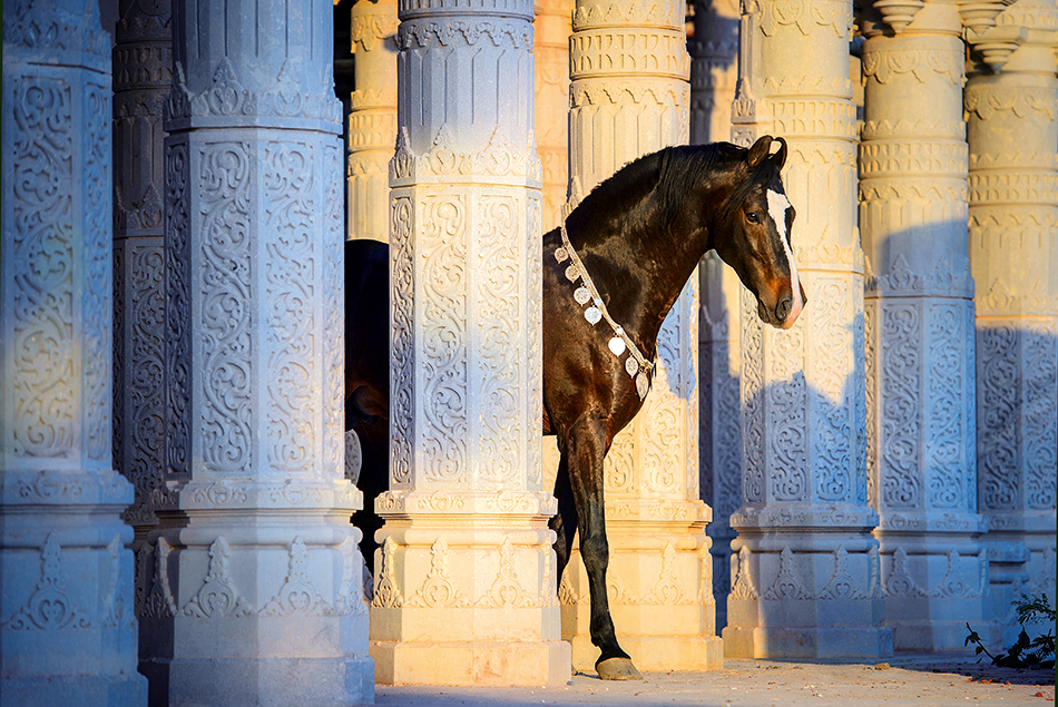 Foto Marwari, i cavalli figli del Sole - 1 di 11 - National Geographic