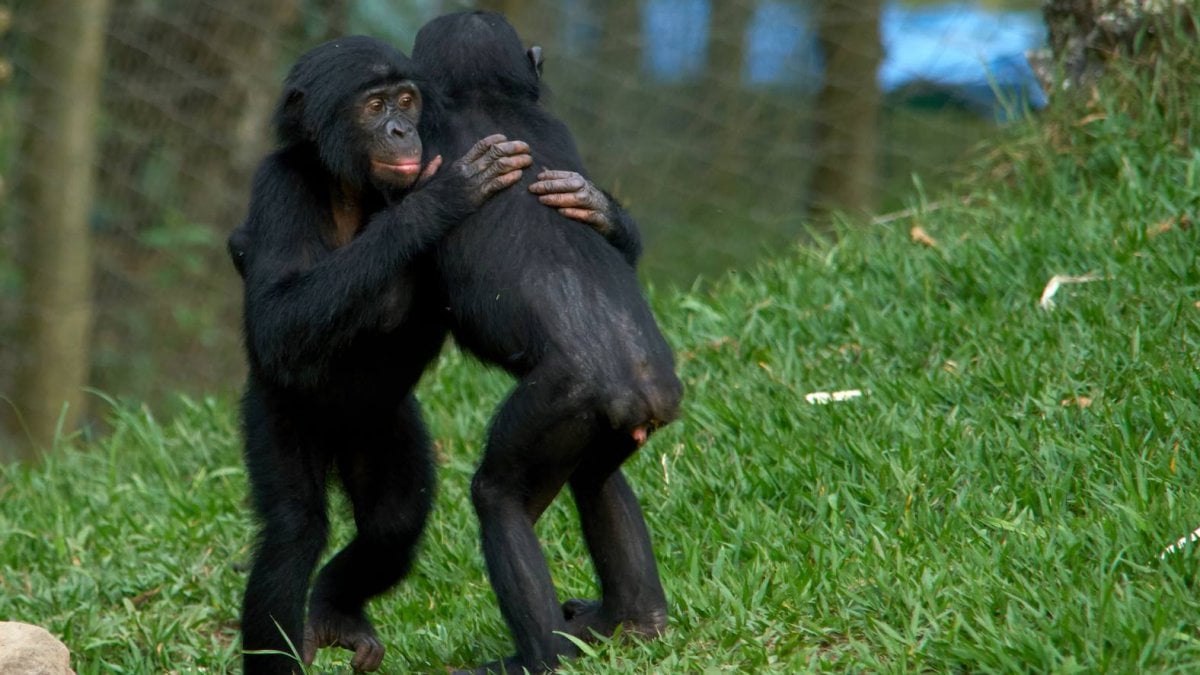 L'innata gentilezza dei bonobo: sono altruisti anche con gli sconosciuti - Repubblica.it