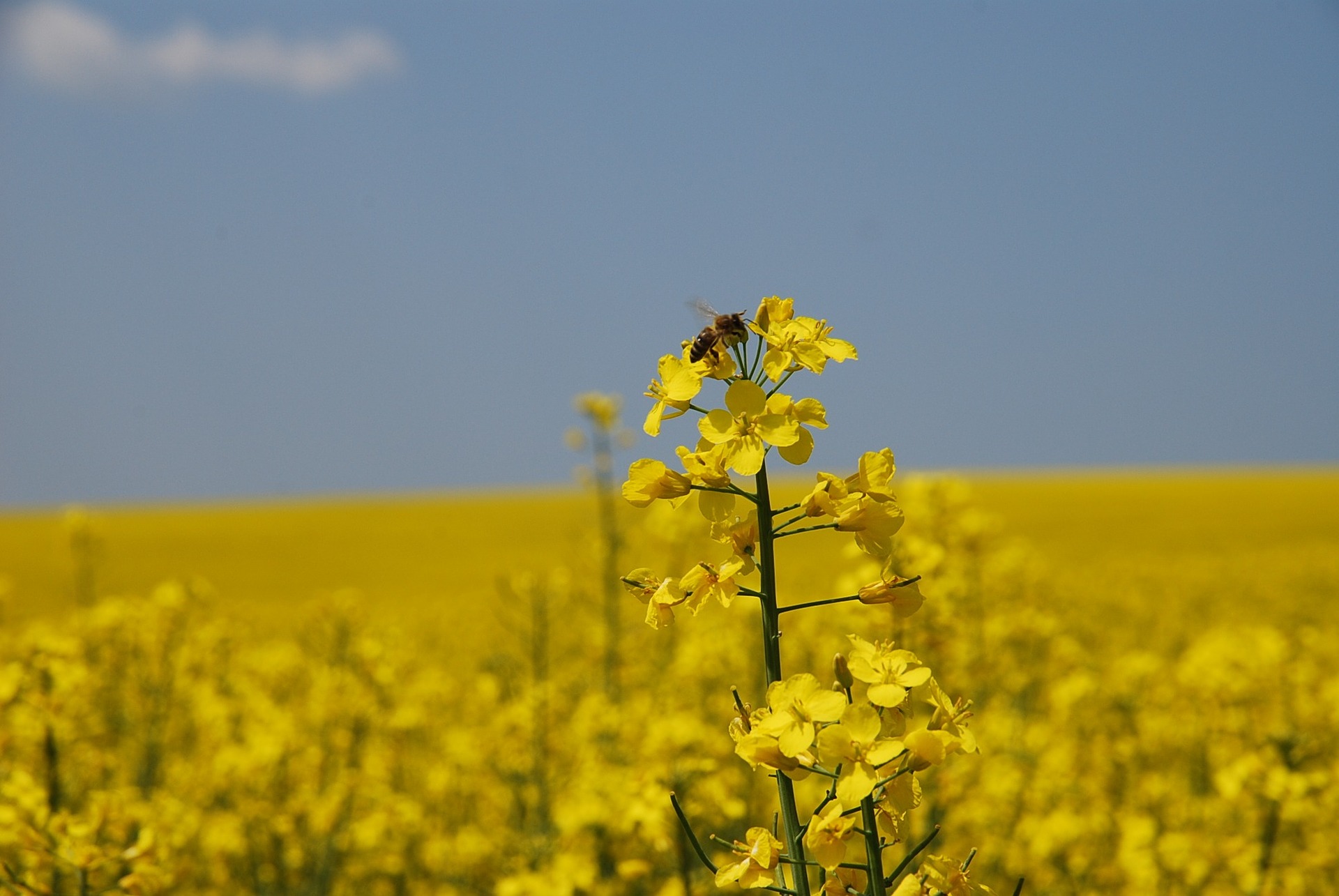 Fin du buzz : Arbitrage responsable de Matignon sur les néonicotinoïdes | France Nature Environnement
