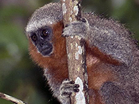 Amazzonia: ogni due giorni scoperta una nuova specie - National Geographic