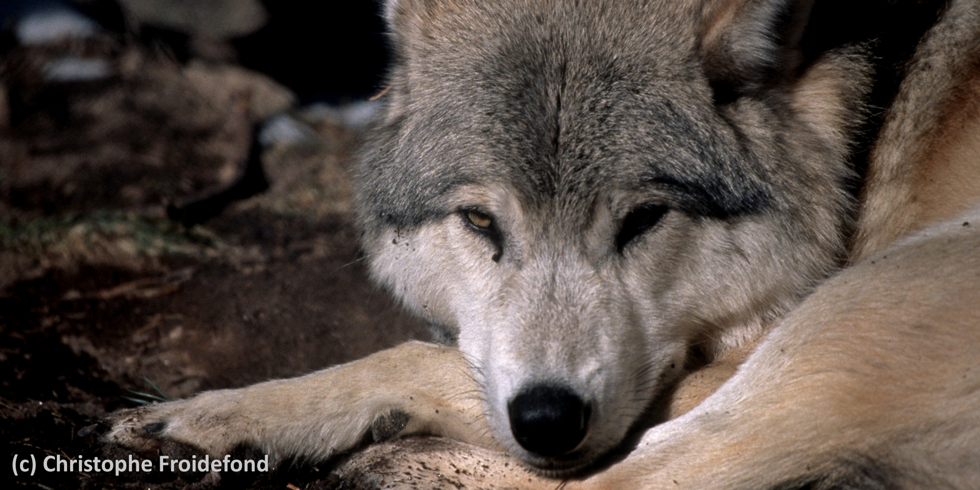 Tir de deux loups supplémentaires : FNE et la LPO saisissent le Conseil d'État | France Nature Environnement