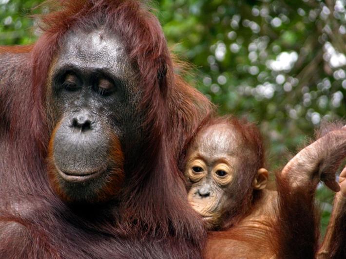 L'orango è l'animale che allatta di più. Per quanto tempo? #Sapevatelo - National Geographic