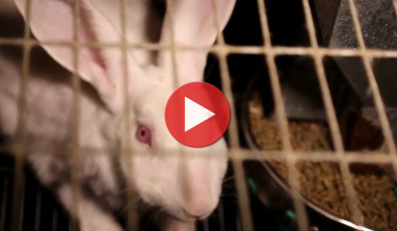 Horreur dans un élevage de lapins du Morbihan | Éthique et animaux
