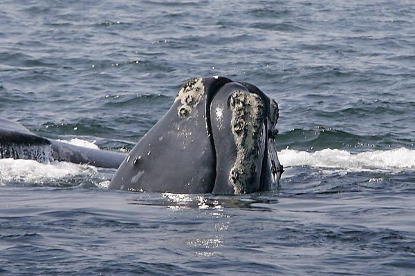 Le sort des baleines noires à l’ordre du jour en Atlantique | Le Devoir