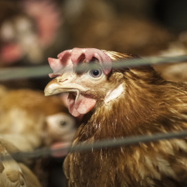 Arnaque sur les oeufs vendus en supermarché : c’est la boîte qui fait le prix de l’oeuf | Éthique et animaux