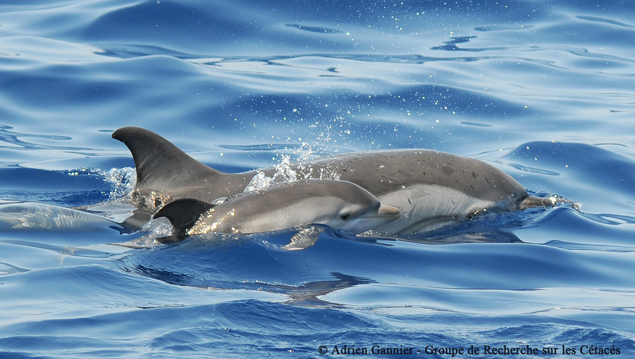Le harcèlement des dauphins sauvages s’intensifie en Méditerranée | France Nature Environnement
