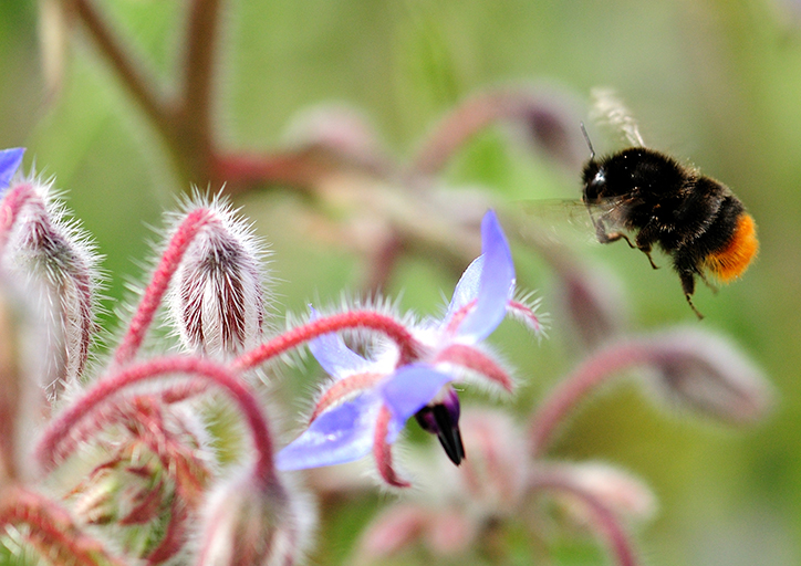 Flower-rich habitats increase survival of bumblebee families | Centre for Ecology & Hydrology