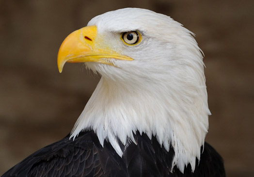 Democracy Works for Endangered Species Act | Ecology Global Network