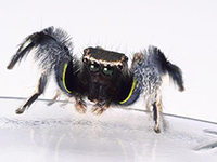 La danza pericolosa del ragno - National Geographic