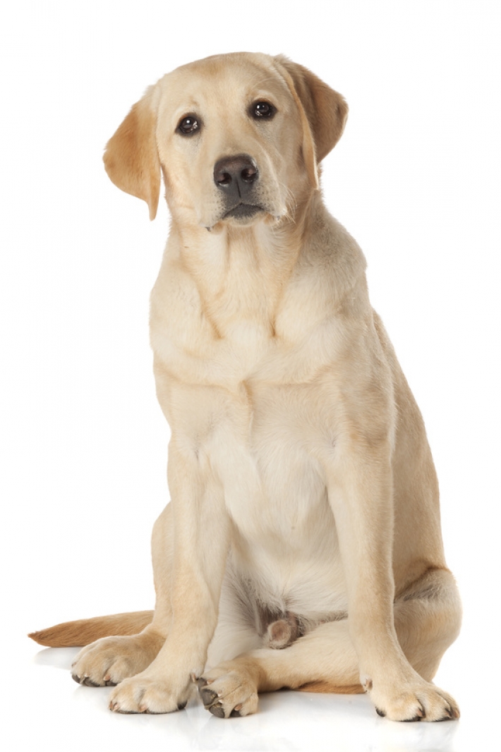 Labrador-Retriever : caractère, éducation, santé, entretien