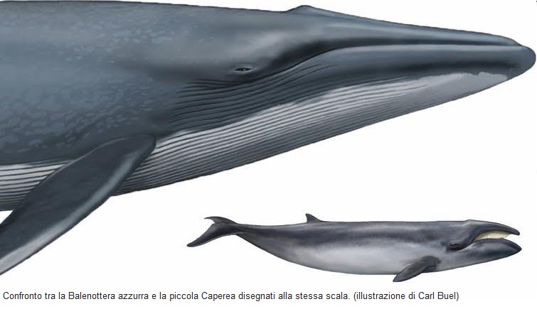 Il lungo viaggio di una balena pigmea: dall’oceano australe alla Sicilia - Greenreport: economia ecologica e sviluppo sostenibile