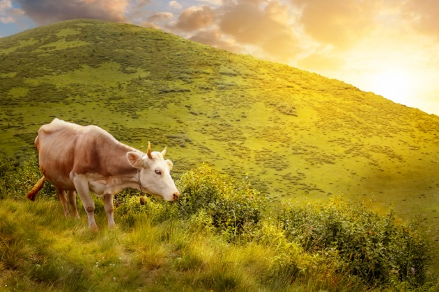 Le mucche del futuro, resistenti al global warming - Focus.it