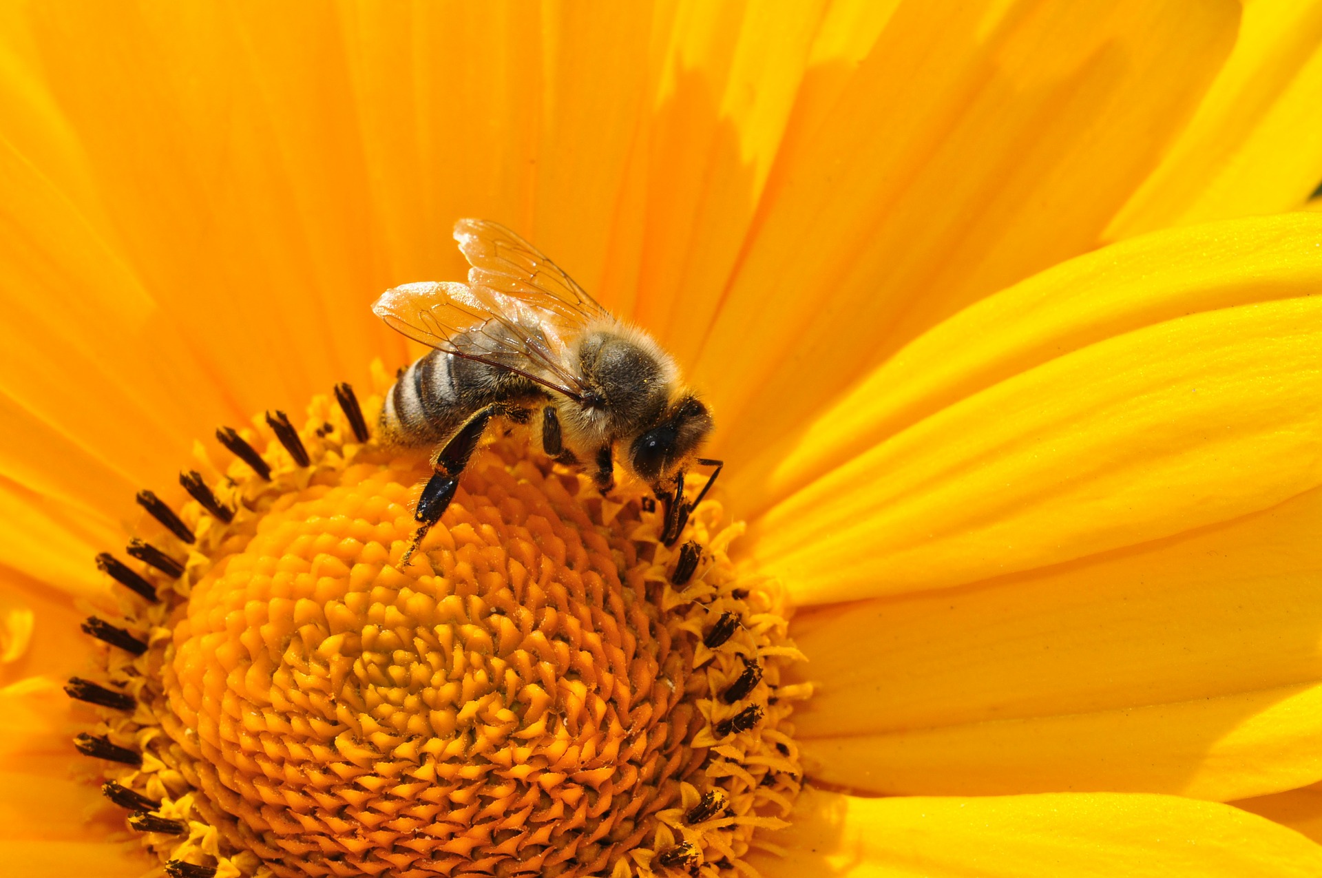 Les associations demandent la suspension immédiate du Sulfoxaflor, pesticide tueur d’abeilles | France Nature Environnement