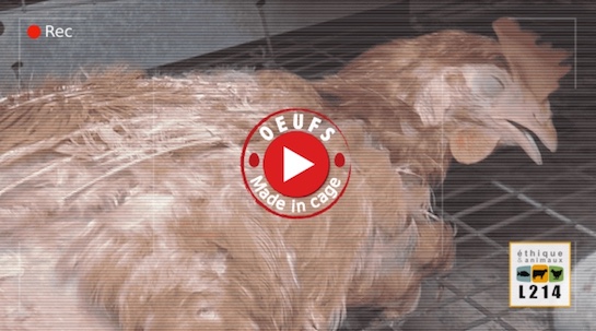 Nouvelle enquête : un élevage de poules calamiteux | Éthique et animaux