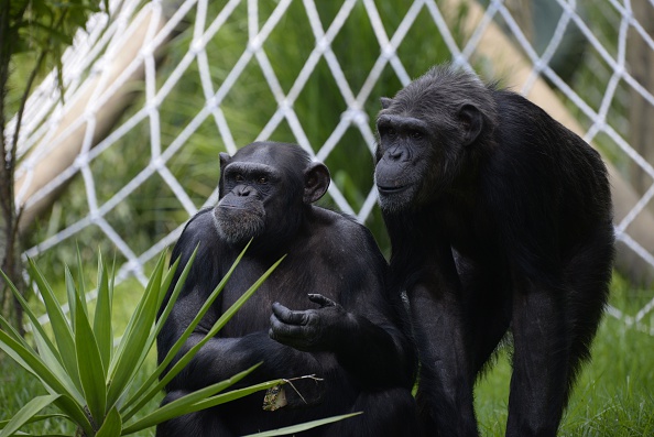 Tribunale Usa nega la "scarcerazione" di due scimpanzè  - National Geographic