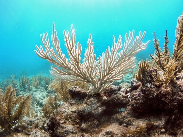 Il global warming deforma i coralli - Focus.it
