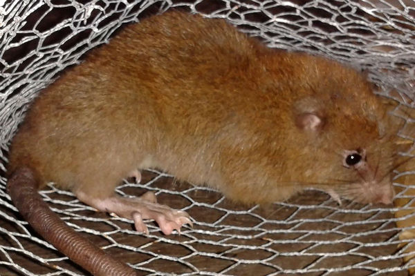 Scoperta in Melanesia nuova specie di ratto arboricolo - National Geographic