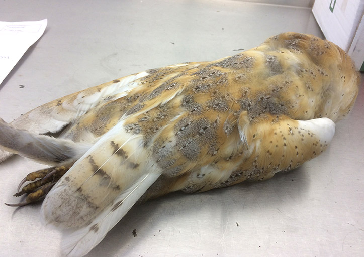 New report on the exposure of barn owls to rat poisons | Centre for Ecology & Hydrology
