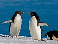 Pinguini e meduse, un banchetto inaspettato - National Geographic