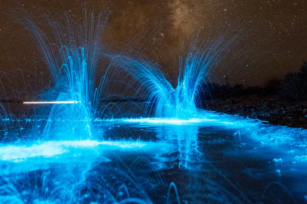 Il lato oscuro della bioluminescenza - Focus.it