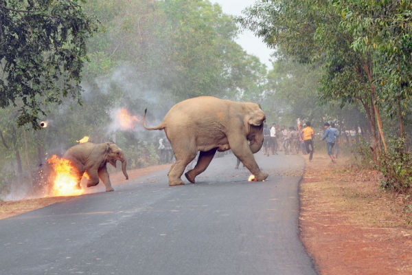 La sconvolgente foto dell'elefantino dato alle fiamme - National Geographic
