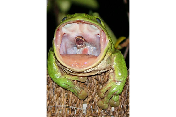 L'incredibile foto della rana che ingoia il serpente - National Geographic