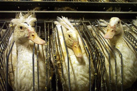 Foie gras : manifestation symbolique devant le siège d'Euralis à Lescar (64), plainte contre la France | Éthique et animaux