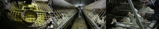 Enquête sur le foie gras de l'Élysée | Éthique et animaux