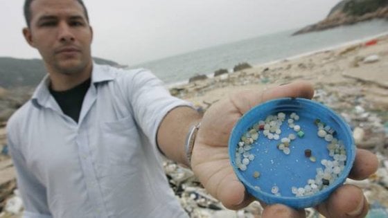 Microplastica: ritirato lo studio che ne evidenziava il pericolo per i pesci - Repubblica.it